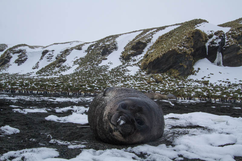 Southern Elephant Seal