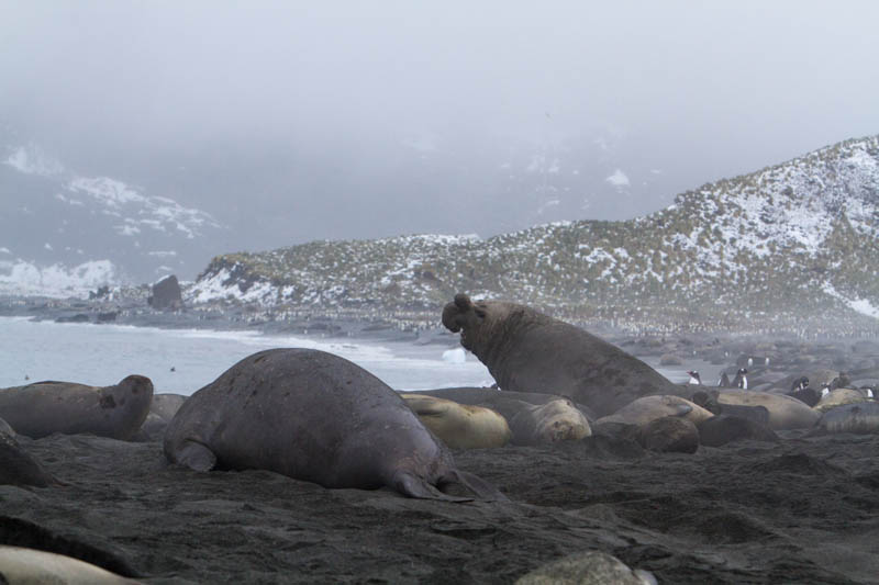 Southern Elephant Seals On Beach