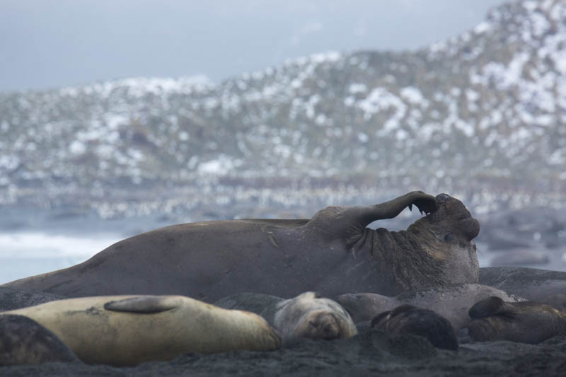 Southern Elephant Seal