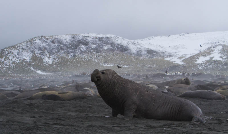 Southern Elephant Seals On Beach