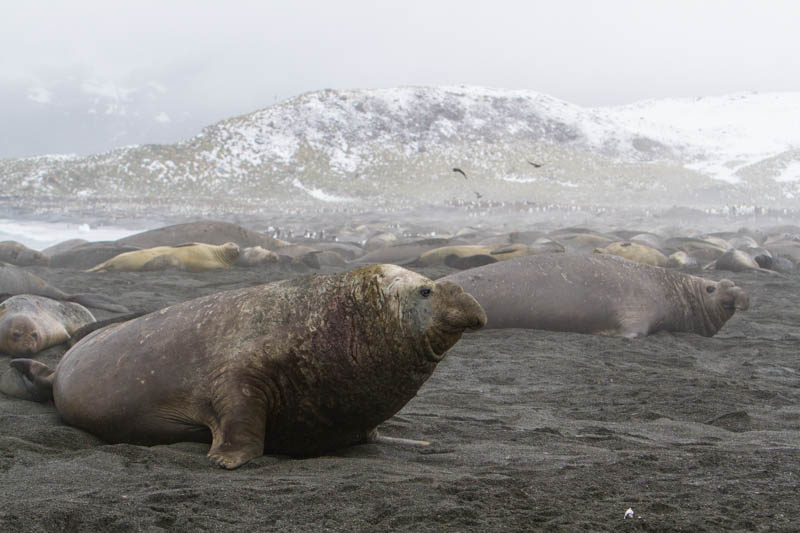 Southern Elephant Seals On Beach