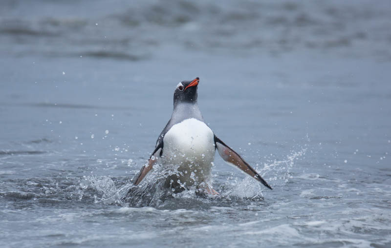 Gentoo Penguins In Surf