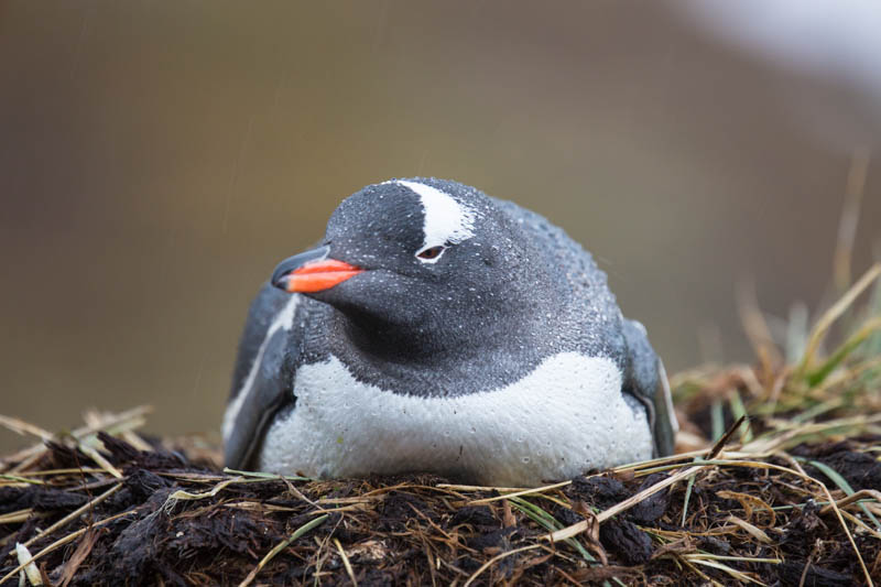 Gentoo Penguin