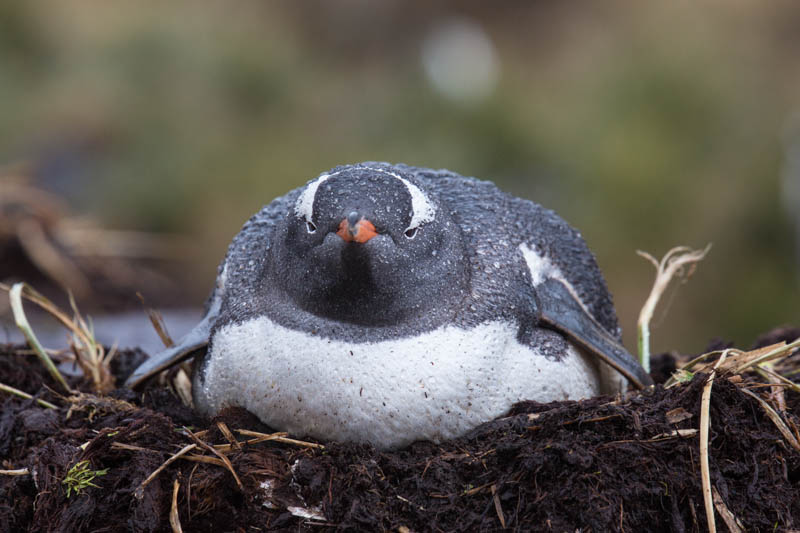 Gentoo Penguin