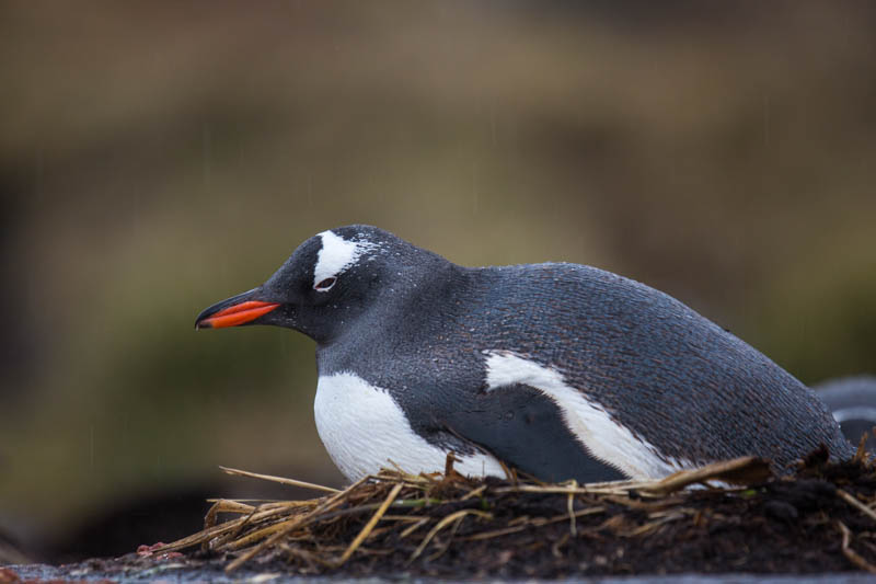 Gentoo Penguin