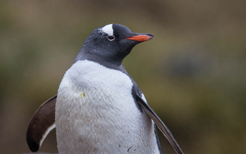 Gentoo Penguin