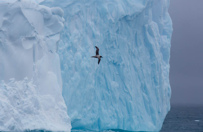 Light-Mantled Sooty Albatross And Iceberg