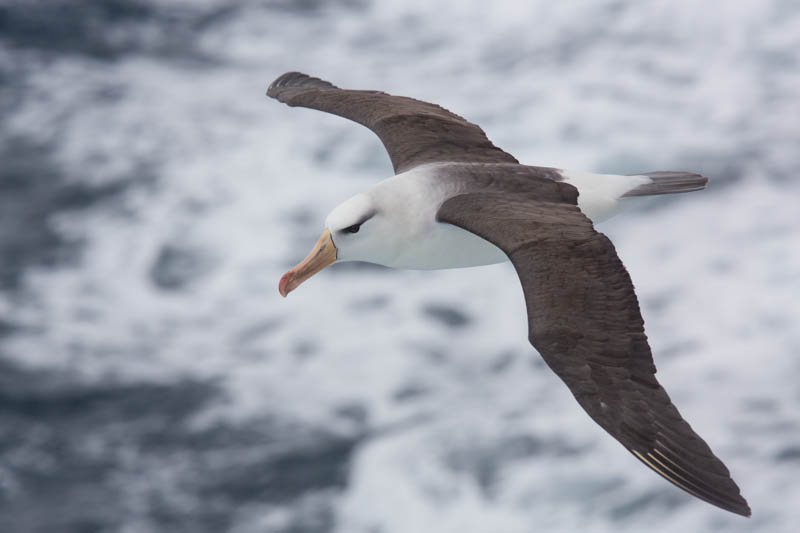 Black-Browed Albatross In Flight