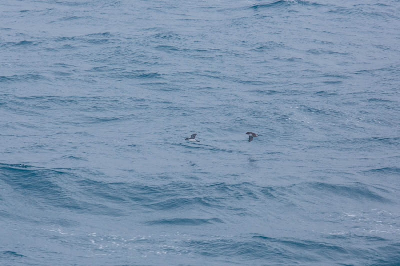 South Georgia Diving-Petrel And Common Diving-Petrel In Flight