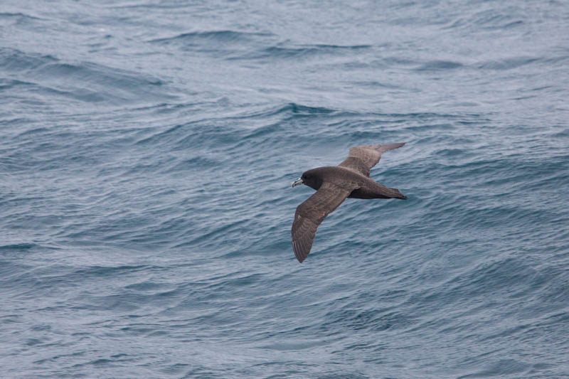 White-Chinned Petrel