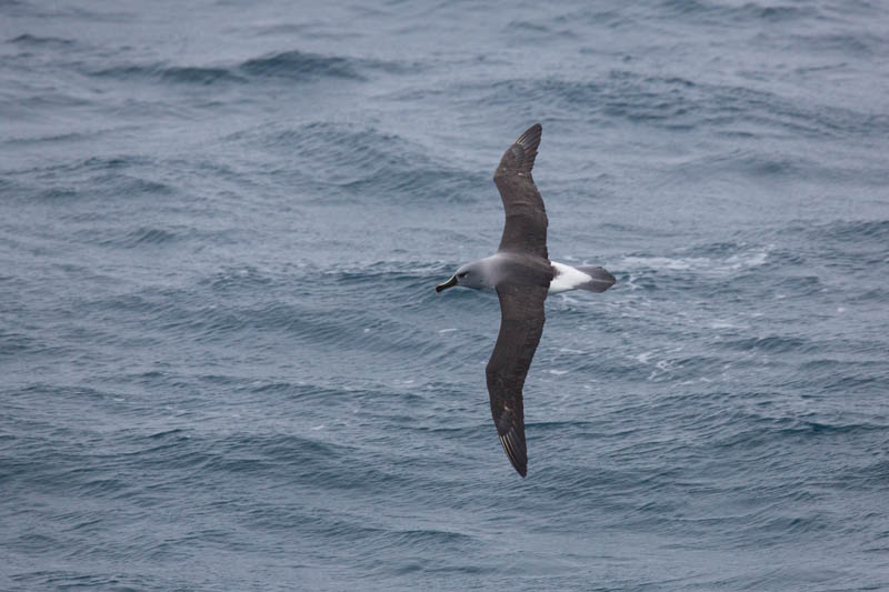 Gray-Headed Albatross In Flight