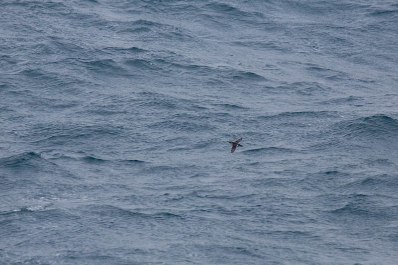 South Georgia Diving-Petrel In Flight