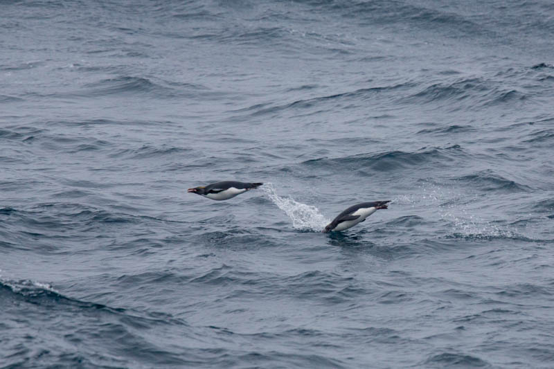 Macaroni Penguins Porpoising