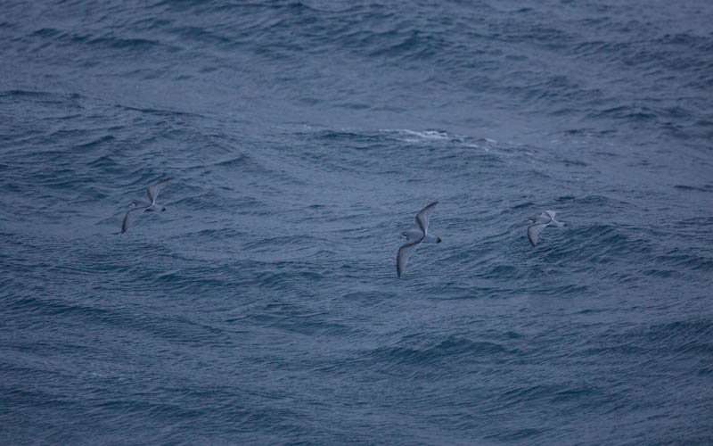 Antarctic Prions In Flight