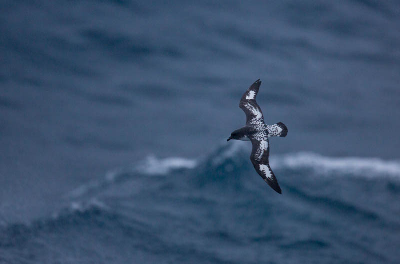 Cape Petrel In Flight