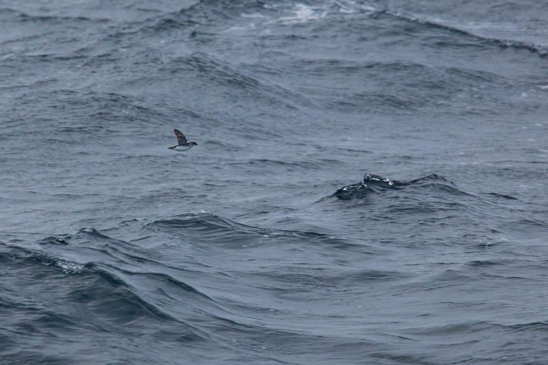 South Georgia Diving-Petrel In Flight