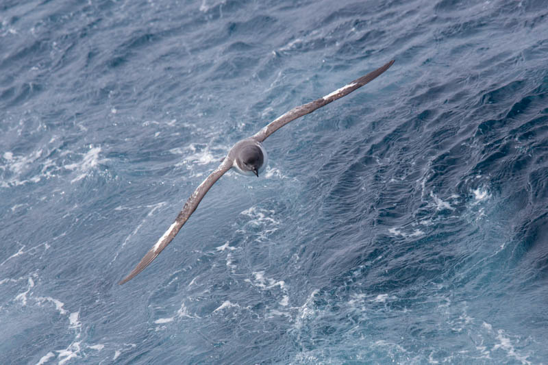 Cape Petrel In Flight