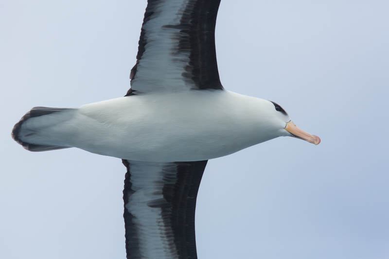 Black-Browed Albatross