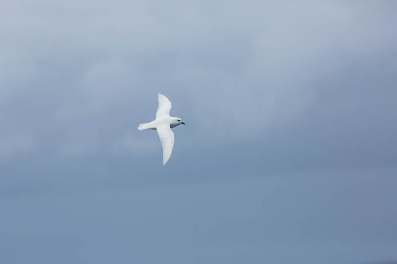 Snow Petrel In Flight