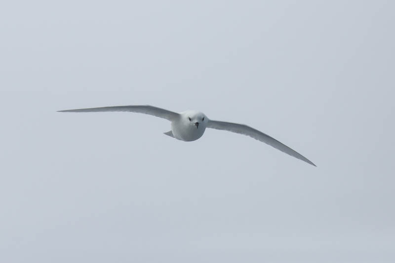 Snow Petrel In Flight