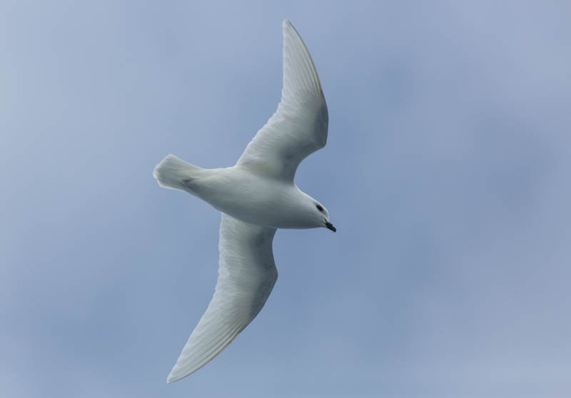 Snow Petrel In Flight