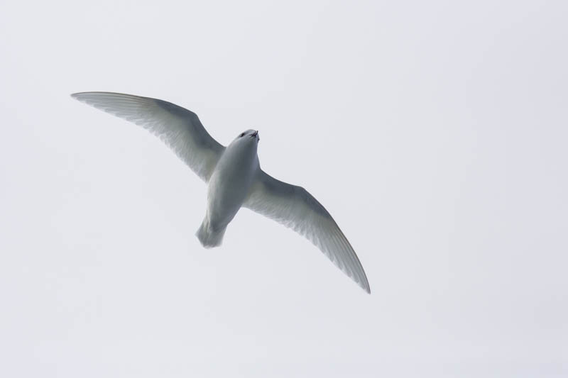 Snow Petrel In Flight