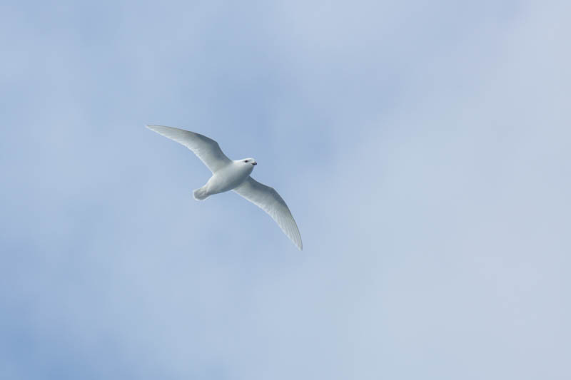 Snow Petrel In Flight