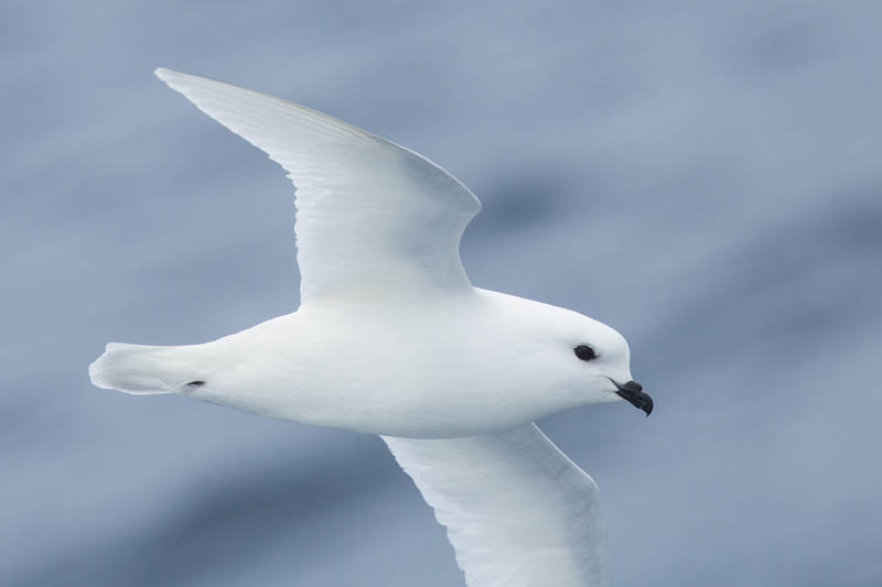 Snow Petrel In Flight