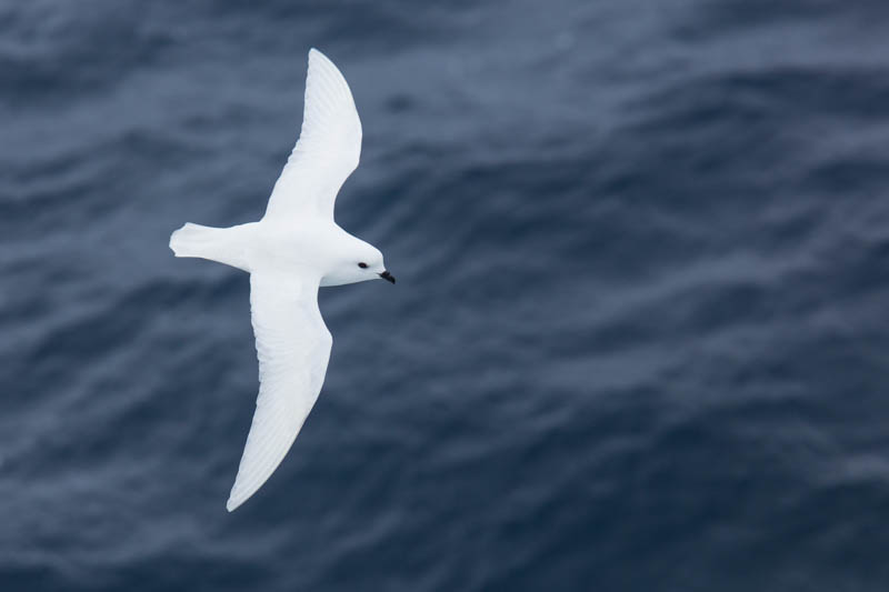 Snow Petrel In Flight