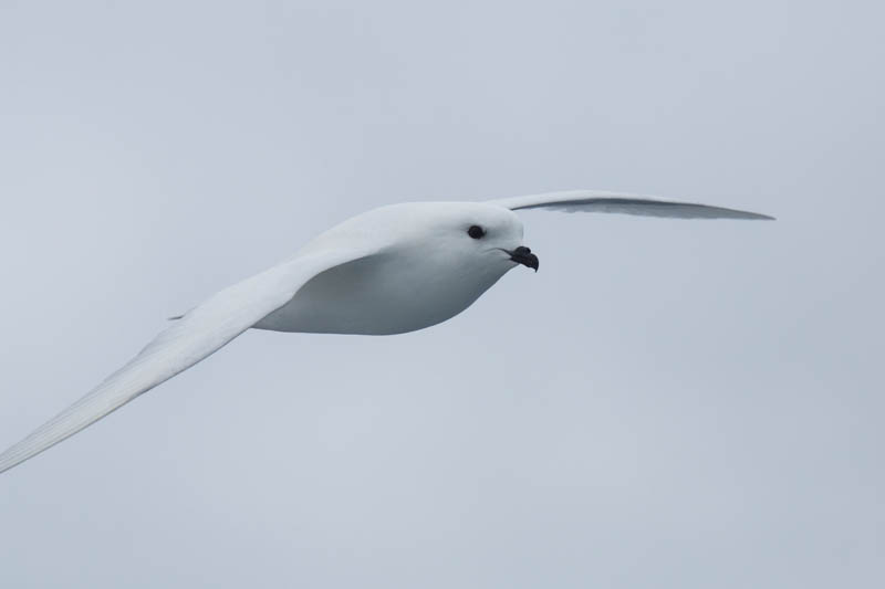 Snow Petrel In Flight