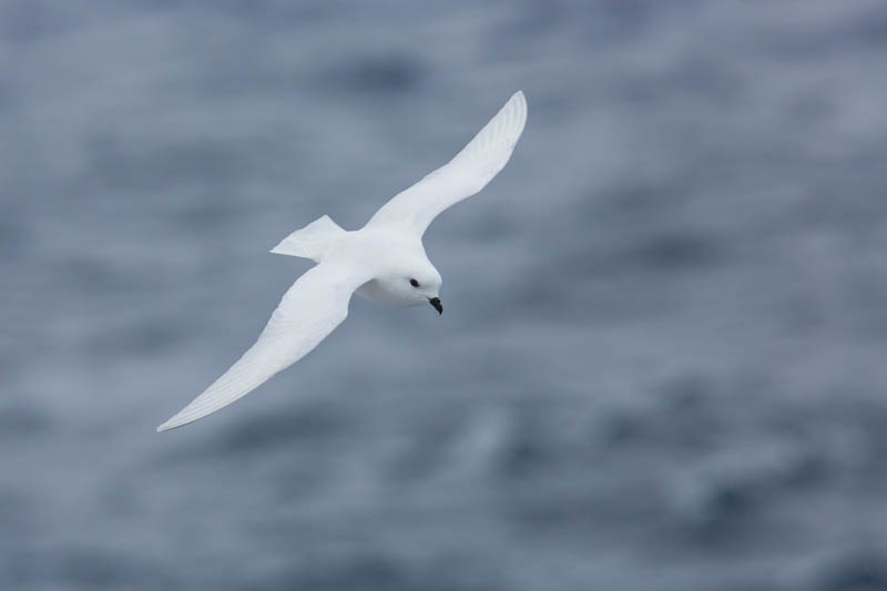 Snow Petrel In Flight