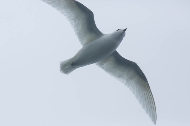 Snow Petrel In Flight