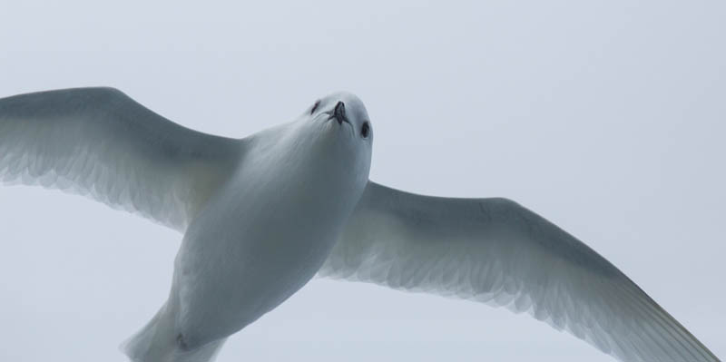 Snow Petrel In Flight