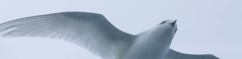 Snow Petrel In Flight