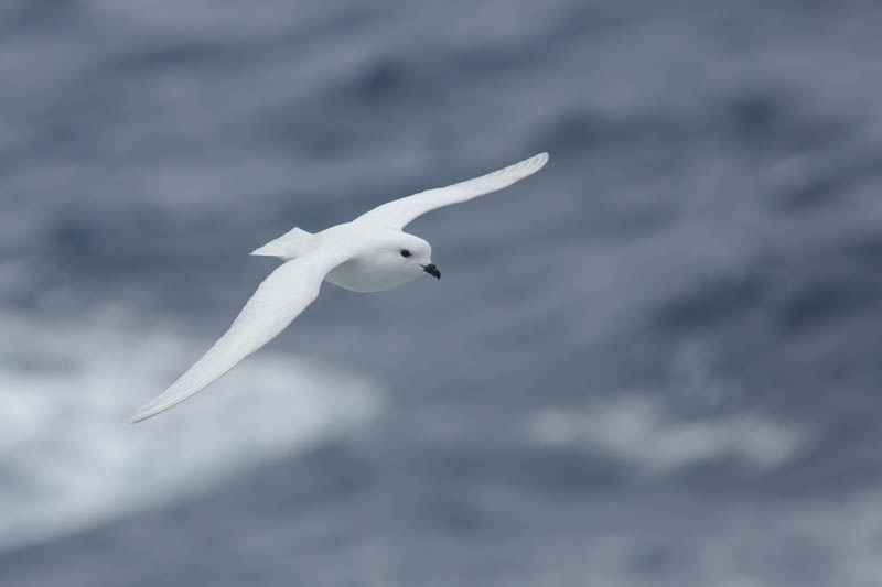 Snow Petrel In Flight