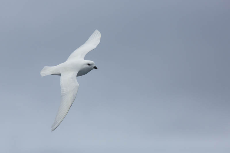 Snow Petrel In Flight