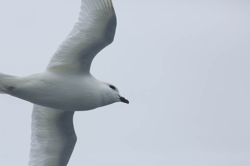 Snow Petrel In Flight