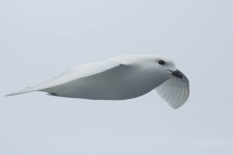 Snow Petrel In Flight