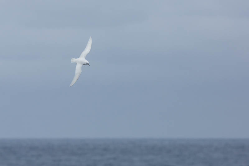 Snow Petrel In Flight