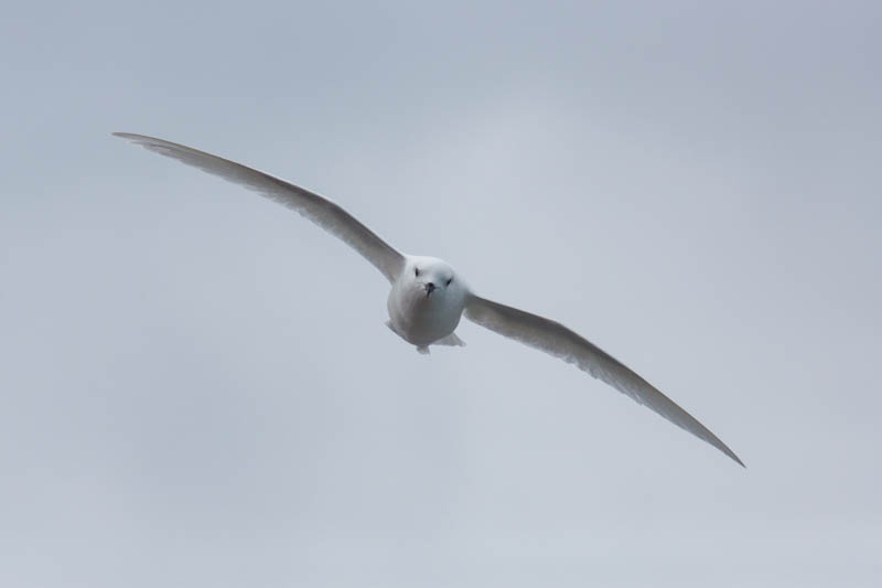 Snow Petrel In Flight