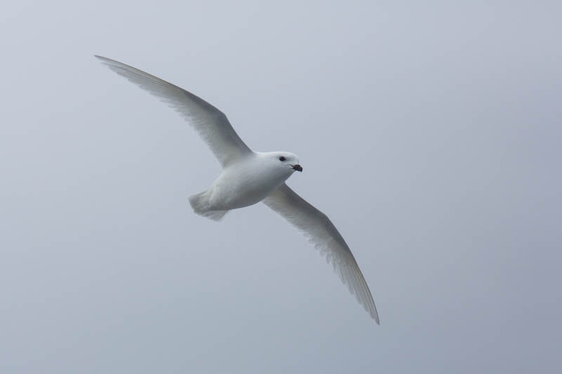 Snow Petrel In Flight