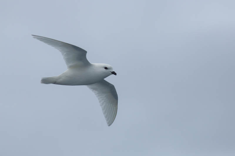 Snow Petrel In Flight