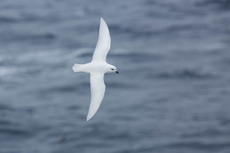 Snow Petrel In Flight