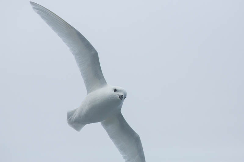 Snow Petrel In Flight