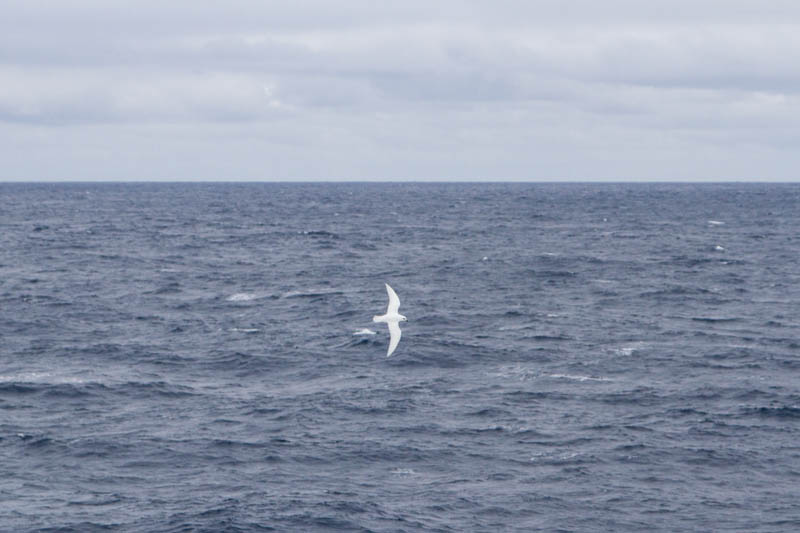 Snow Petrel In Flight