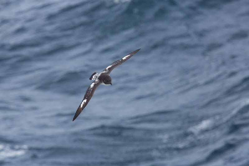 Cape Petrel In Flight