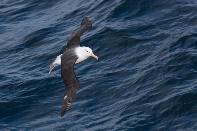 Black-Browed Albatross In Flight