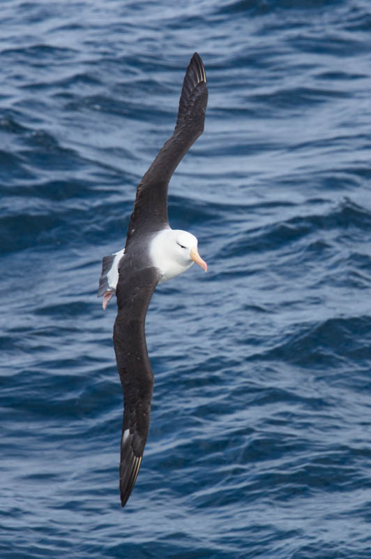 Black-Browed Albatross In Flight