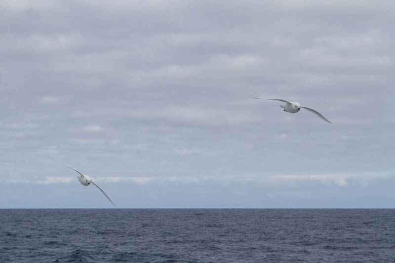 Snow Petrels In Flight