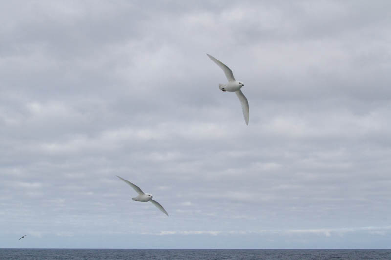 Snow Petrels In Flight